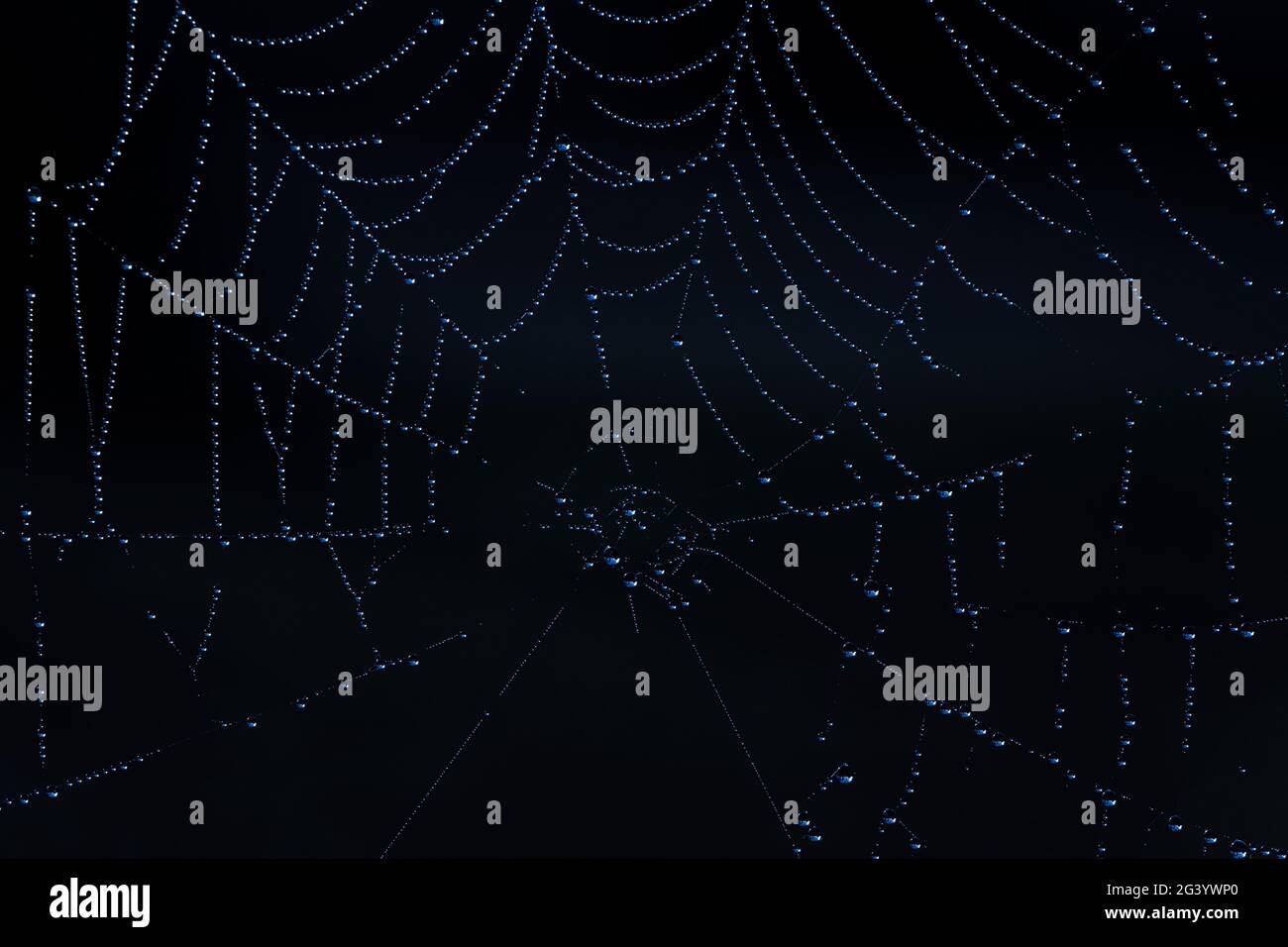 Una vista in primo piano astratta su un spiderweb Foto Stock