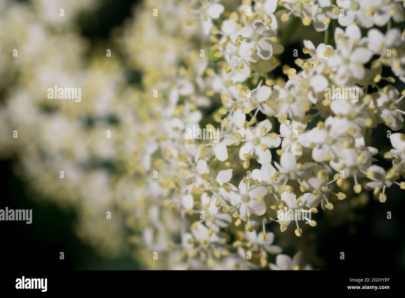 Sambucus nigra, fiori bianchi di sambuco fuoco macro selettivo Foto Stock