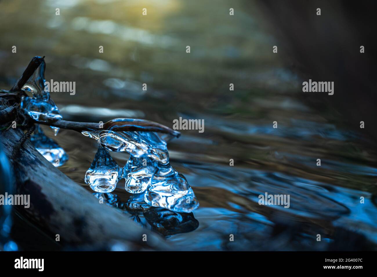 Cristalli di ghiaccio sulle radici in un ruscello nel Westerwald, Germania Foto Stock