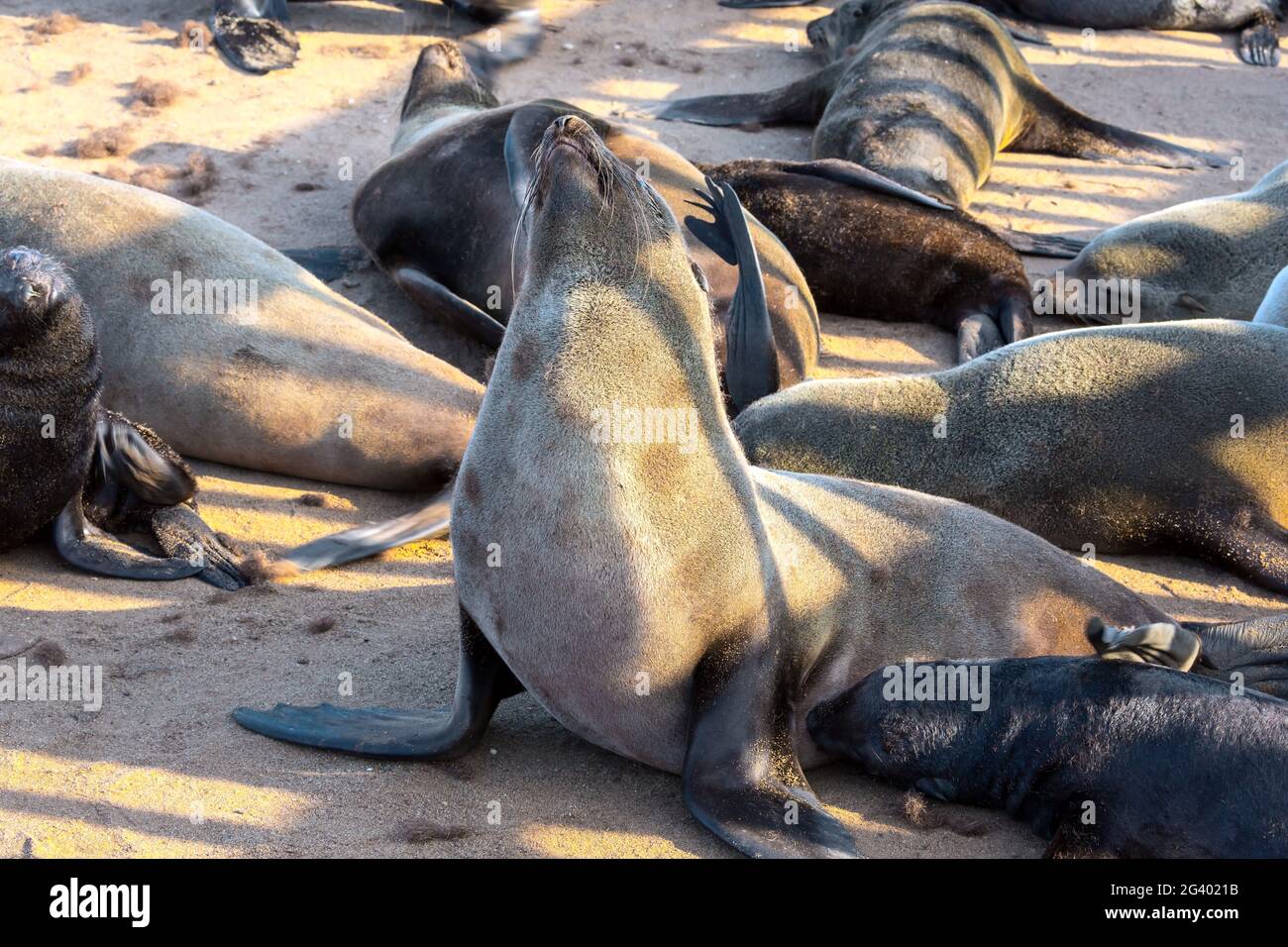 Il rookery sudafricano di foche Foto Stock