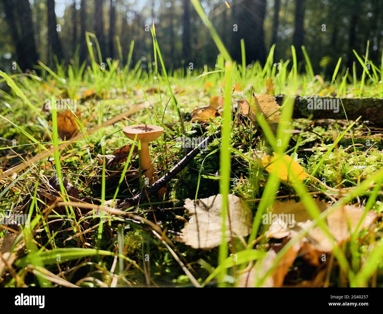 Foglie gialle giacciono su un'erba verde, funghi, panorama dei primi giorni d'autunno in un parco, cielo blu, gemme di alberi, Trunks di abete Foto Stock