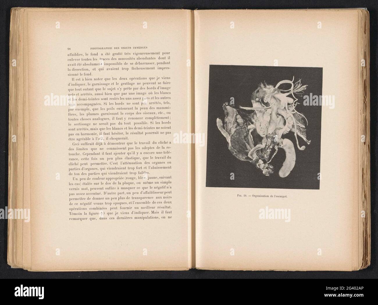 Anatomia Van een Slak; Organizzazione della lumaca. Prant nell'album 'la fotografia di oggetti immersi', 1901. Foto Stock