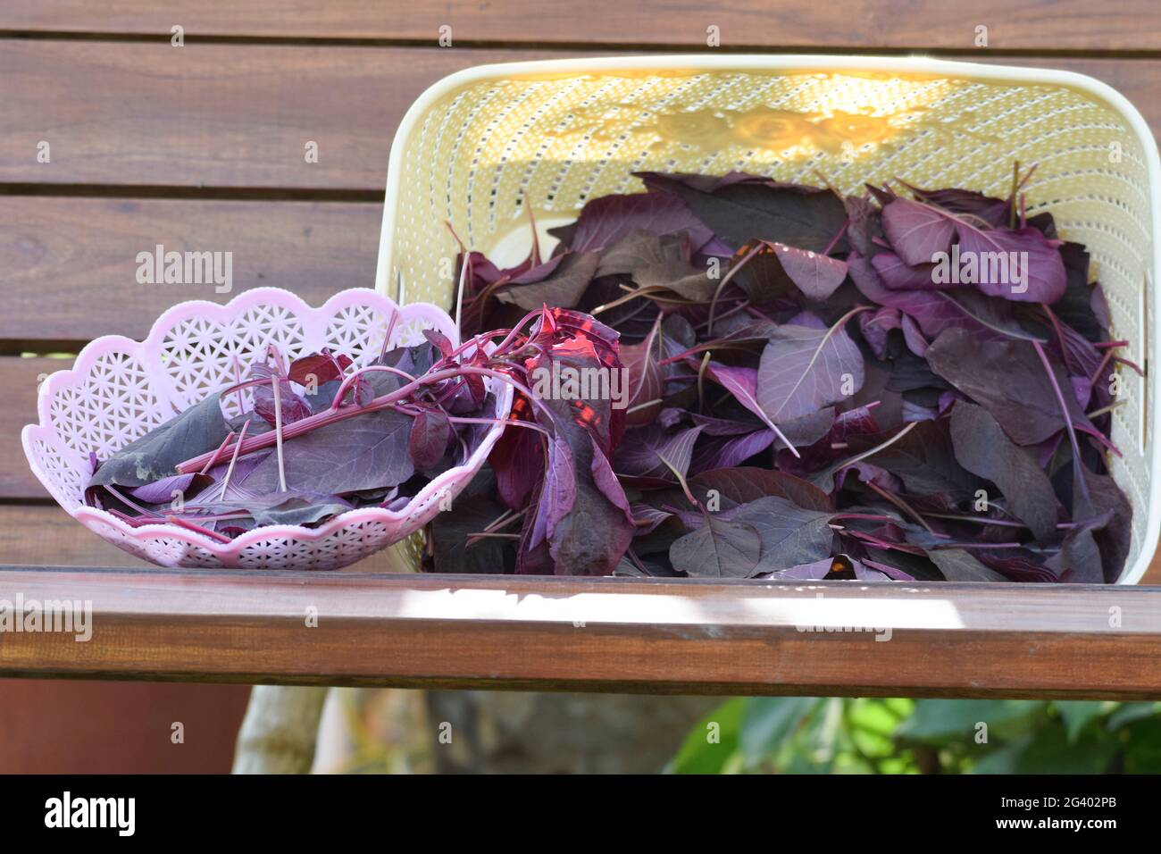 Cestino di verdure a foglia di spinaci rossi biologici. Raccolto a mano cresciuto in India Asia. Foto Stock