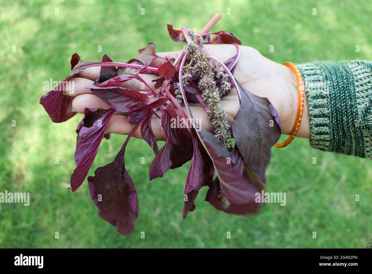 Cesto di contenimento femminile pieno di verdure a foglia di spinaci rossi organici. Raccolto a mano cresciuto in India Asia. Foto Stock