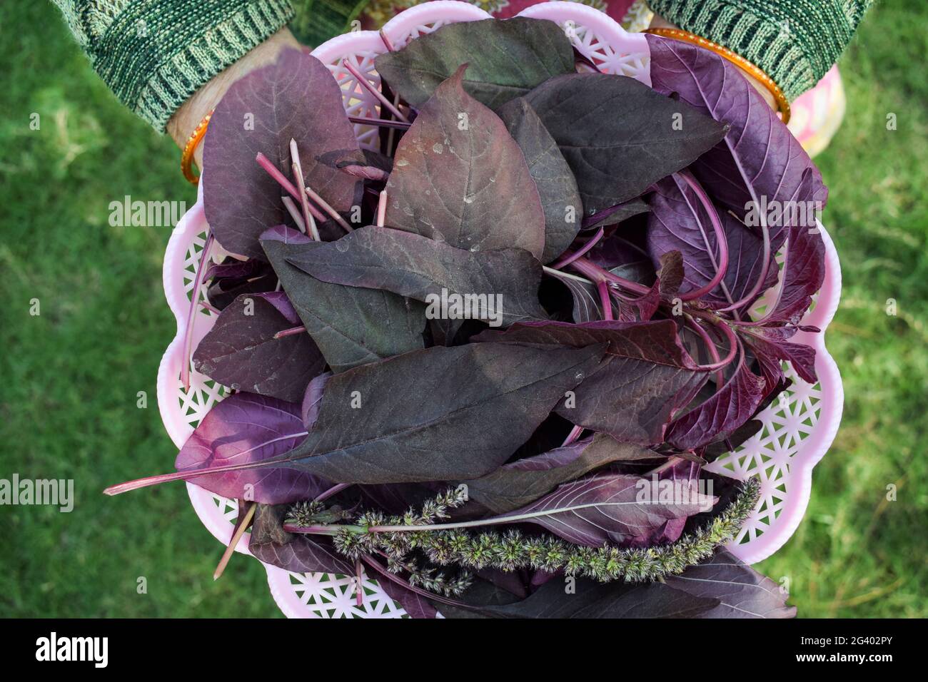 Cesto di contenimento femminile pieno di verdure a foglia di spinaci rossi organici. Raccolto a mano cresciuto in India Asia. Foto Stock