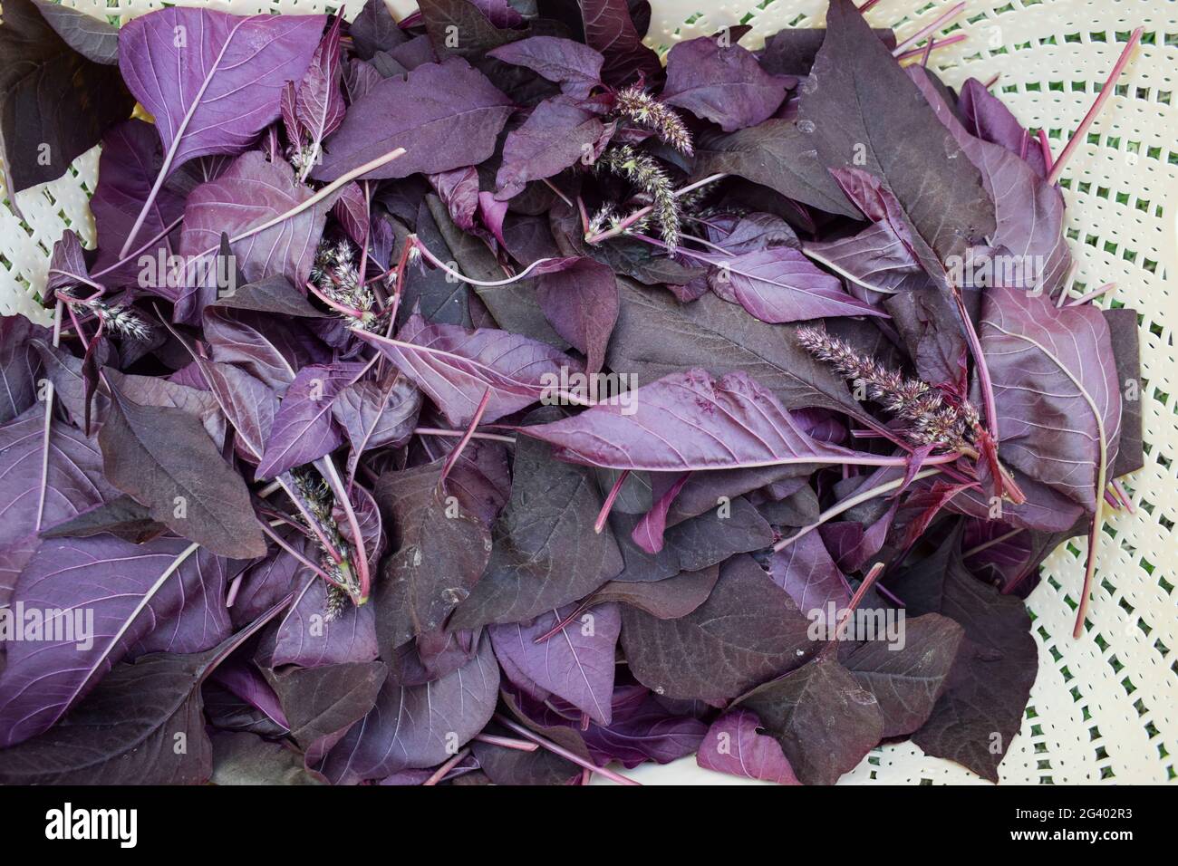 Cestino di verdure a foglia di spinaci rossi biologici. Raccolto a mano cresciuto in India Asia. Foto Stock