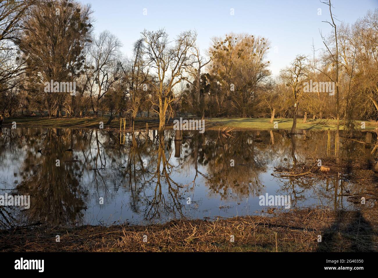 Alluvione nel paesaggio alluvionale Urdenbacher Kaempe, riserva naturale, Duesseldorf, Germania, Europa Foto Stock