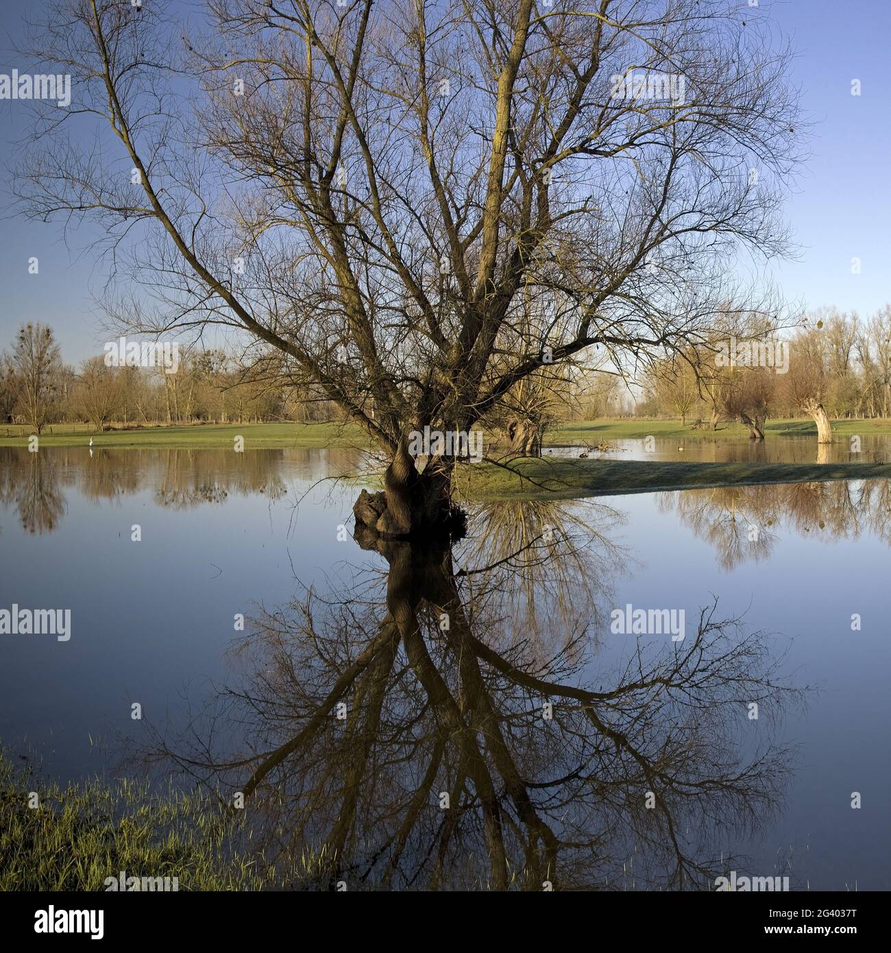 Alluvione nel paesaggio alluvionale Urdenbacher Kaempe, riserva naturale, Duesseldorf, Germania, Europa Foto Stock