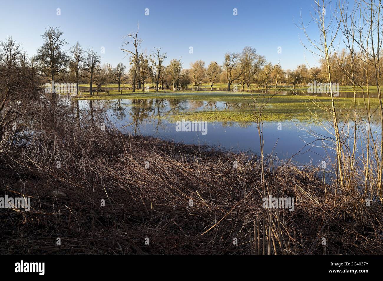 Alluvione nel paesaggio alluvionale Urdenbacher Kaempe, riserva naturale, Duesseldorf, Germania, Europa Foto Stock
