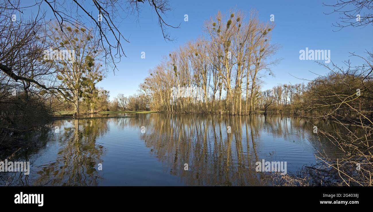 Alluvione nel paesaggio alluvionale Urdenbacher Kaempe, riserva naturale, Duesseldorf, Germania, Europa Foto Stock