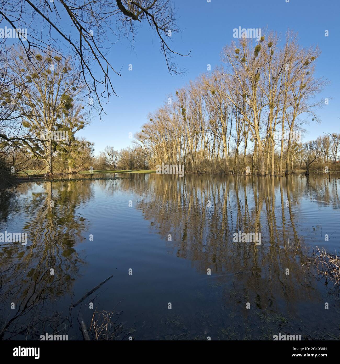 Alluvione nel paesaggio alluvionale Urdenbacher Kaempe, riserva naturale, Duesseldorf, Germania, Europa Foto Stock