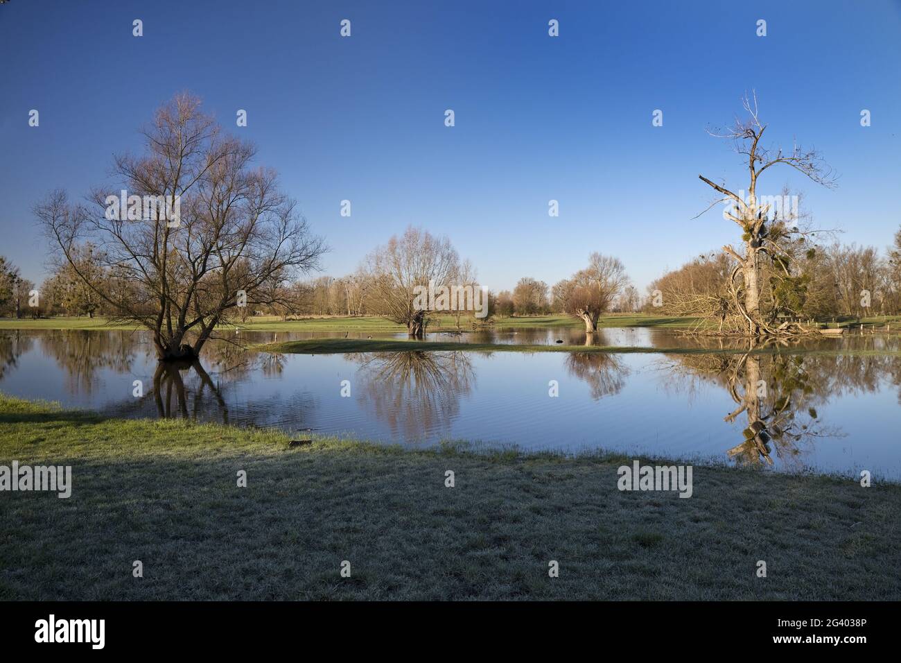 Alluvione nel paesaggio alluvionale Urdenbacher Kaempe, riserva naturale, Duesseldorf, Germania, Europa Foto Stock