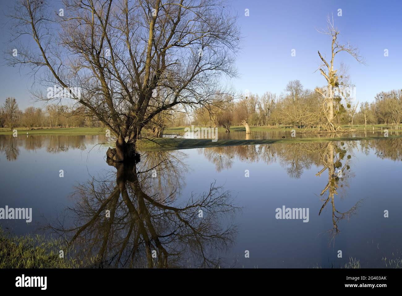Alluvione nel paesaggio alluvionale Urdenbacher Kaempe, riserva naturale, Duesseldorf, Germania, Europa Foto Stock