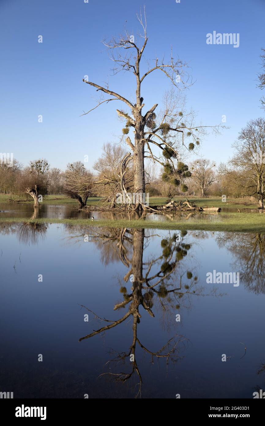 Alluvione nel paesaggio alluvionale Urdenbacher Kaempe, riserva naturale, Duesseldorf, Germania, Europa Foto Stock