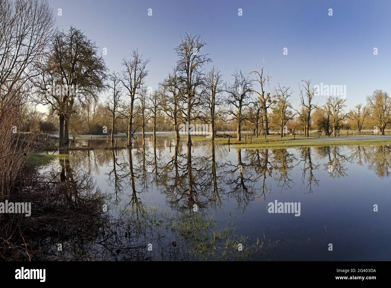 Alluvione nel paesaggio alluvionale Urdenbacher Kaempe, riserva naturale, Duesseldorf, Germania, Europa Foto Stock