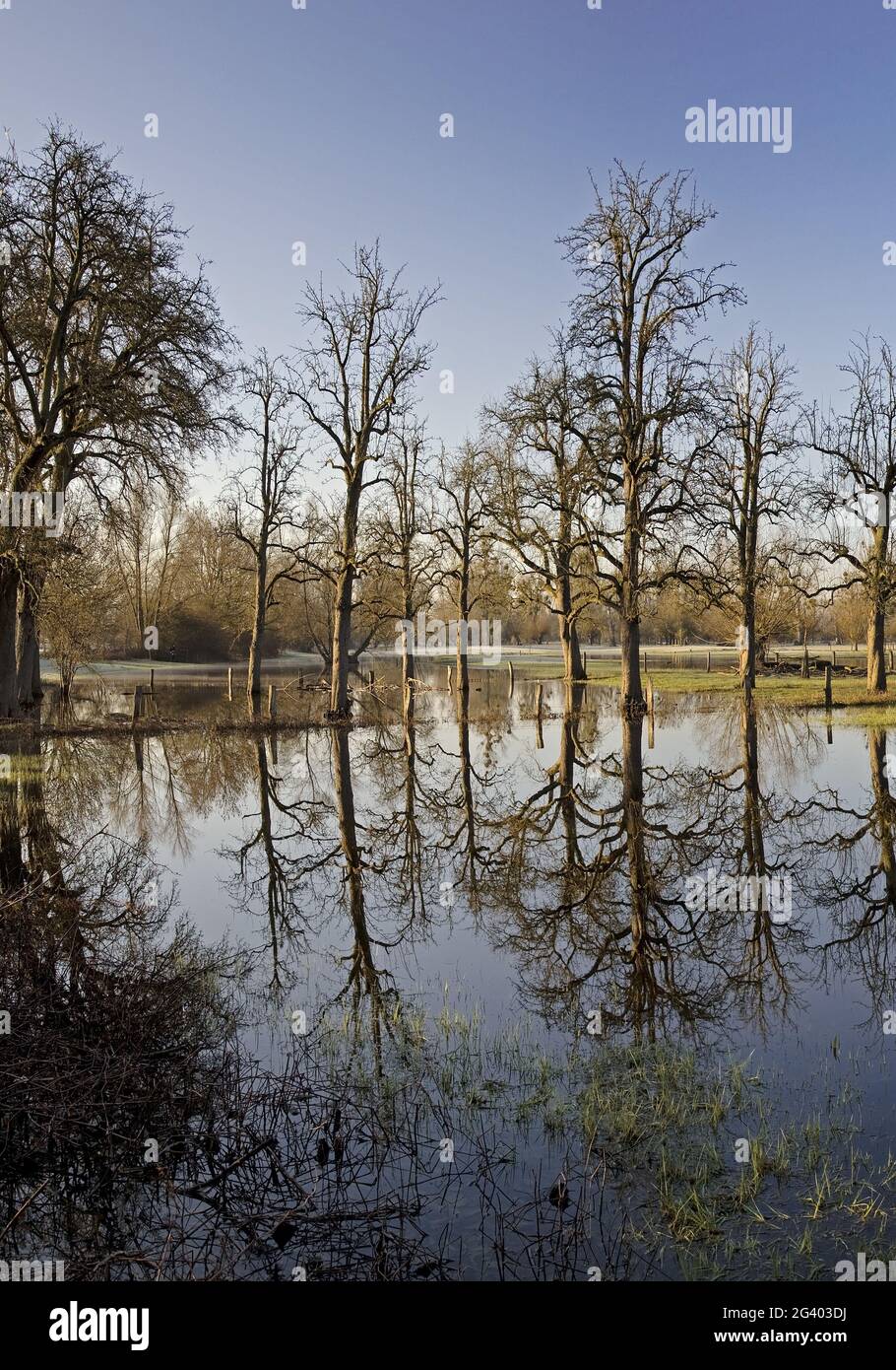 Alluvione nel paesaggio alluvionale Urdenbacher Kaempe, riserva naturale, Duesseldorf, Germania, Europa Foto Stock