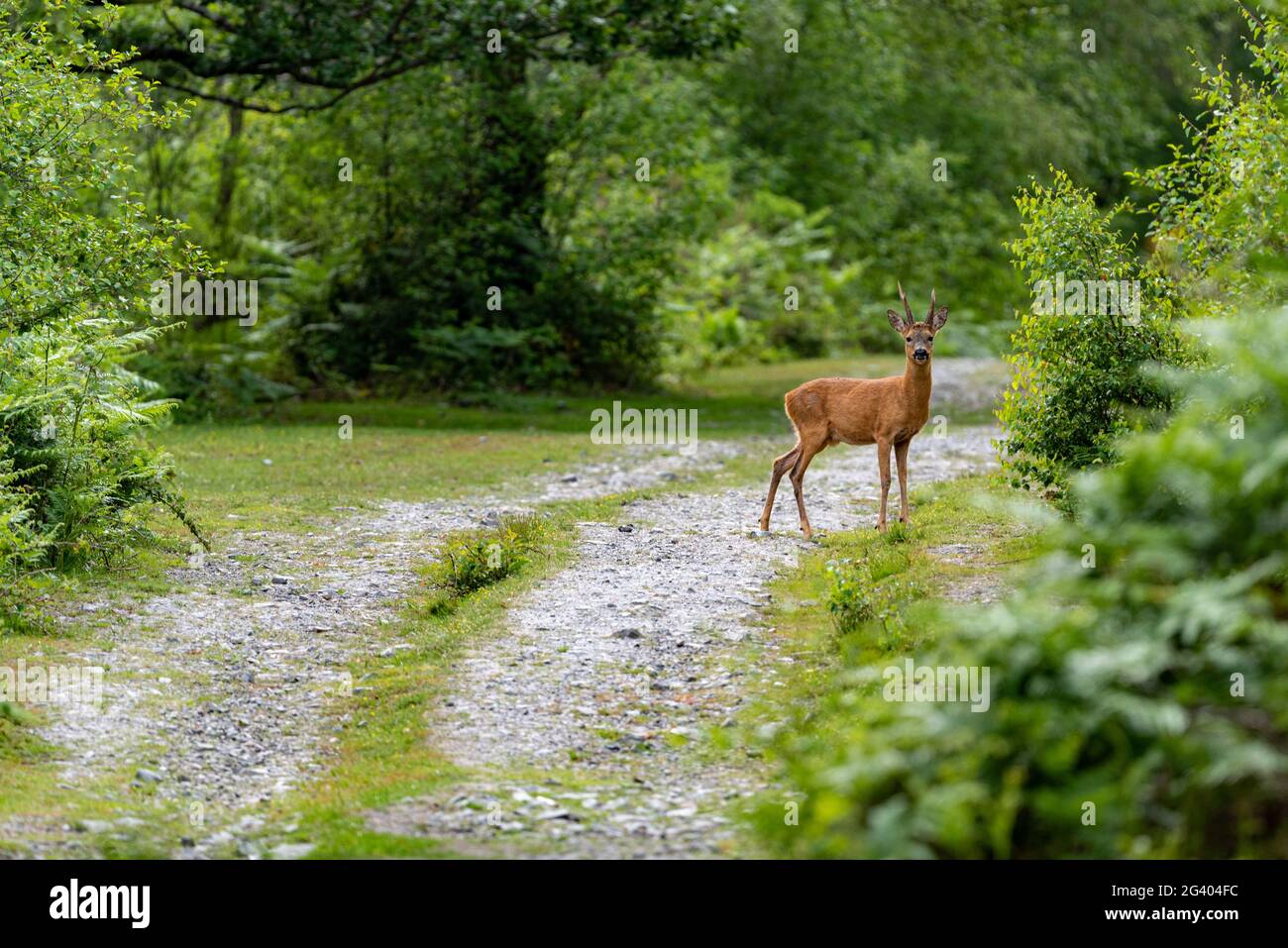 Giovane buck, un capriolo maschio, East Dartmoor Nature Reserve, Devon, Regno Unito Foto Stock