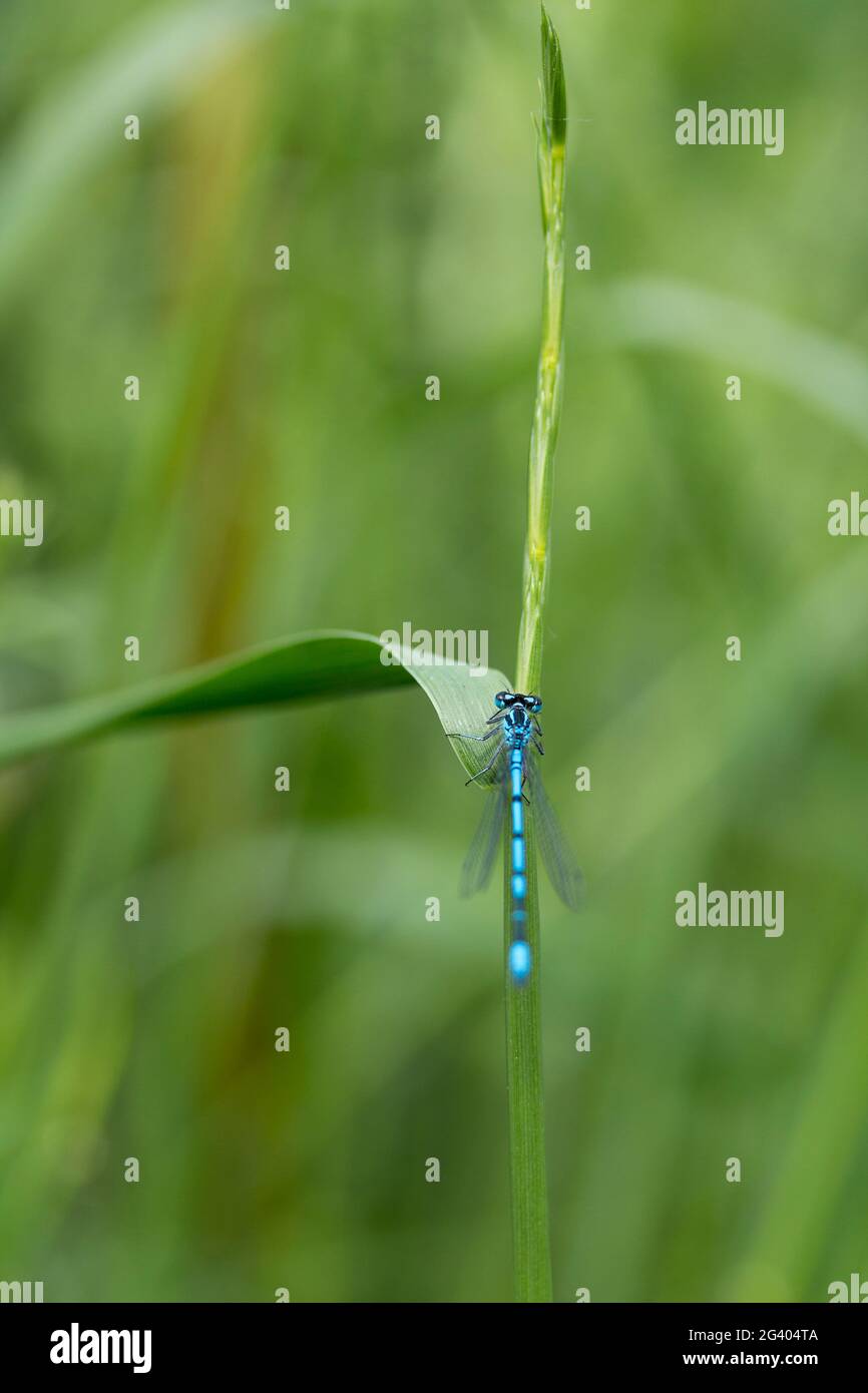 Dasselfly comune Coenagrifon (Coenagroin puella) maschio blu con bande nere e marcatura a U sul segmento due dell'addome che riposa sulla vegetazione Foto Stock