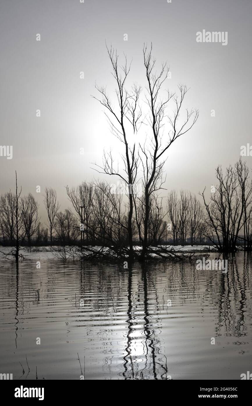 Paesaggio alluvionale, riserva naturale Bislicher Insel, Xanten, basso Reno, Germania, Europa Foto Stock