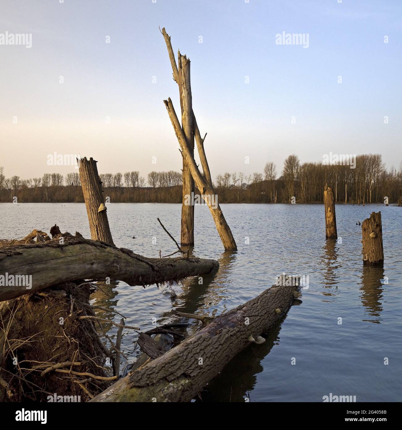 Paesaggio alluvionale con legno morto, Bislicher Insel riserva naturale, Xanten, Germania, Europa Foto Stock