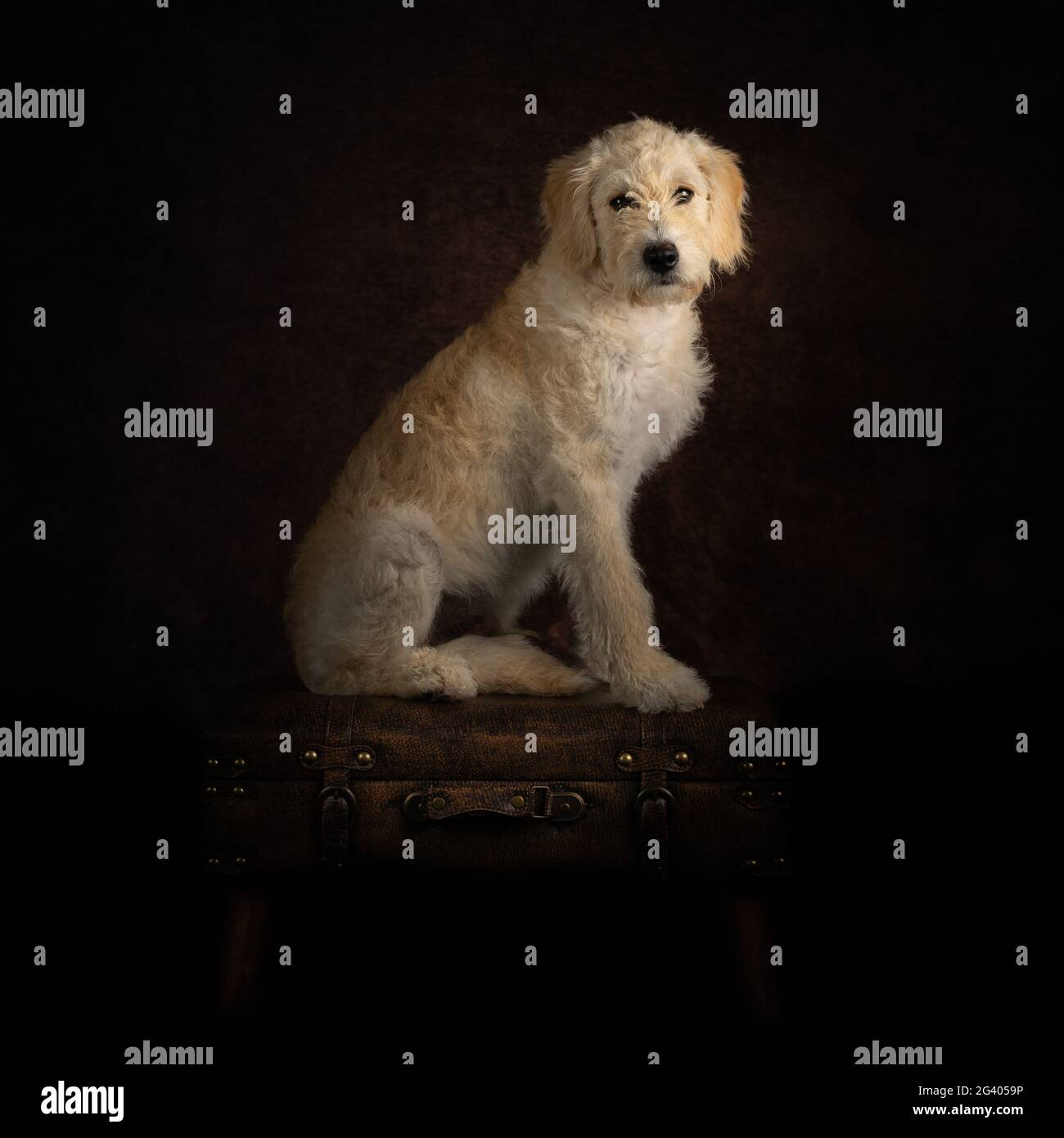 Elegante Labradoodle seduto su un ritratto di cane valigia Foto Stock