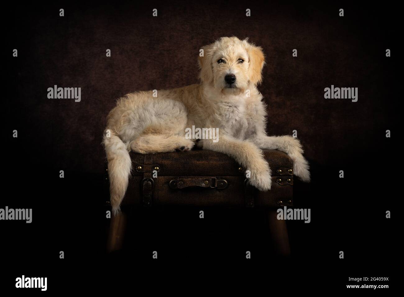 Studio illuminato Labradoodle Puppy ritratto Foto Stock