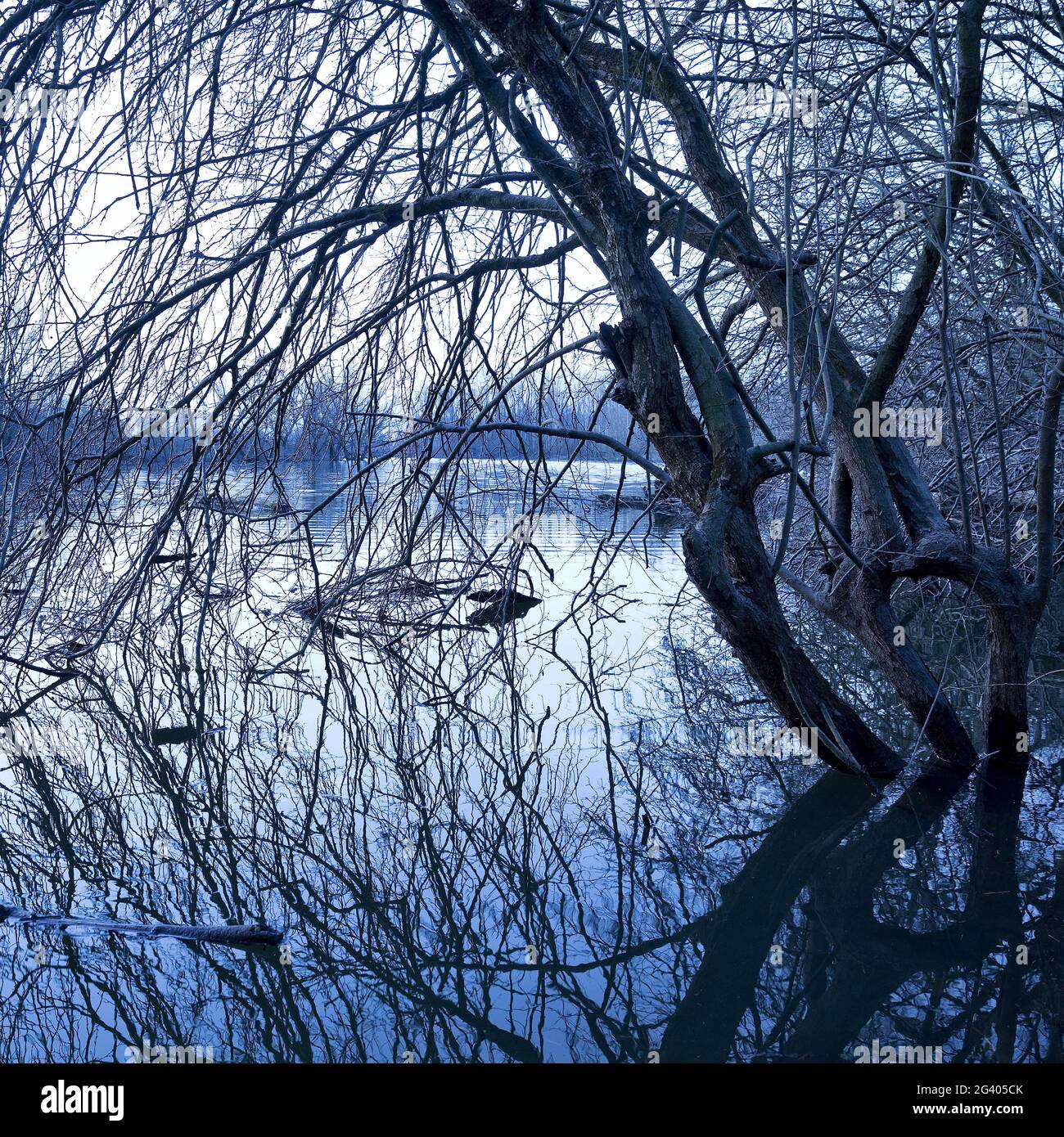 Paesaggio alluvionale all'alba, Bislicher Insel riserva naturale, Xanten, basso Reno, Germania, Europa Foto Stock