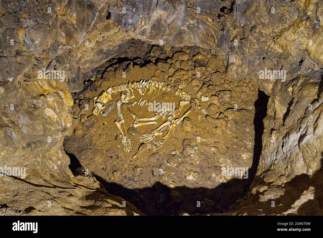 Ossa di uno scheletro di orso caverna. Scheletro di orso della grotta. Ursus spelaeus. Foto Stock