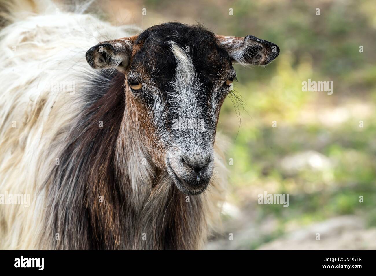 Ritratto di una capra carina Foto stock - Alamy