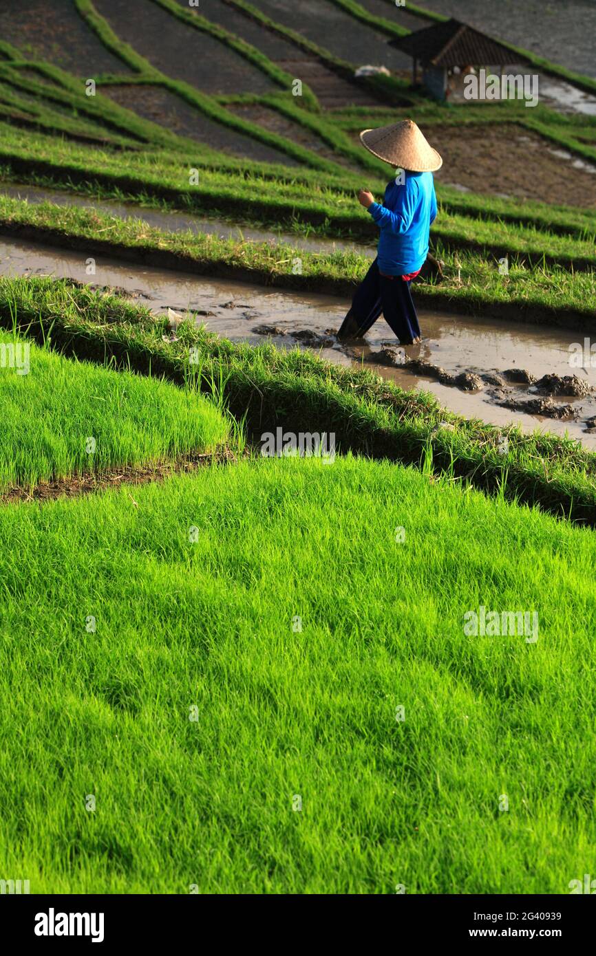 INDONESIA. ISOLA DI BALI. OPERAIO SU CAMPI DI GHIACCIO VICINO UBUD Foto Stock