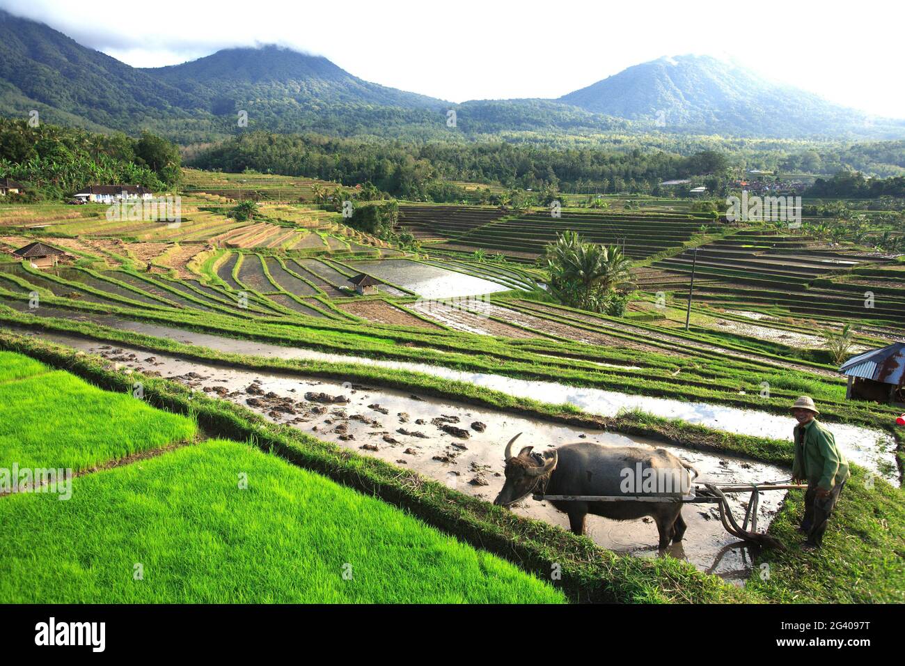 INDONESIA. ISOLA DI BALI. OPERAIO SU CAMPI DI GHIACCIO VICINO UBUD Foto Stock