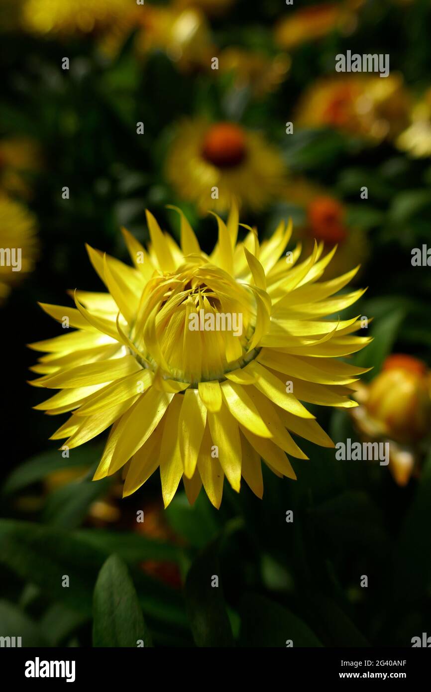 Helichchrysum bracteatum Foto Stock