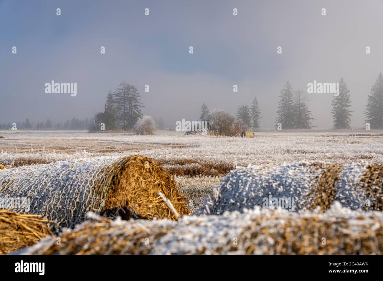 Vista sul paesaggio culturale coperto di brughiera del Moore Loisach-Kochelsee e sui prati foraggeri, Baviera, Germania. Foto Stock