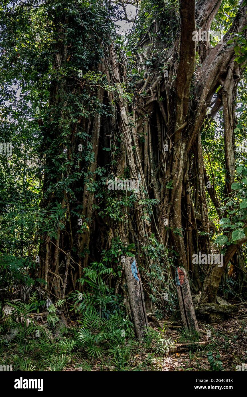 Figure di legno su un luogo rituale, isola di Wala, Malekula, Vanuatu, Sud Pacifico, Oceania Foto Stock