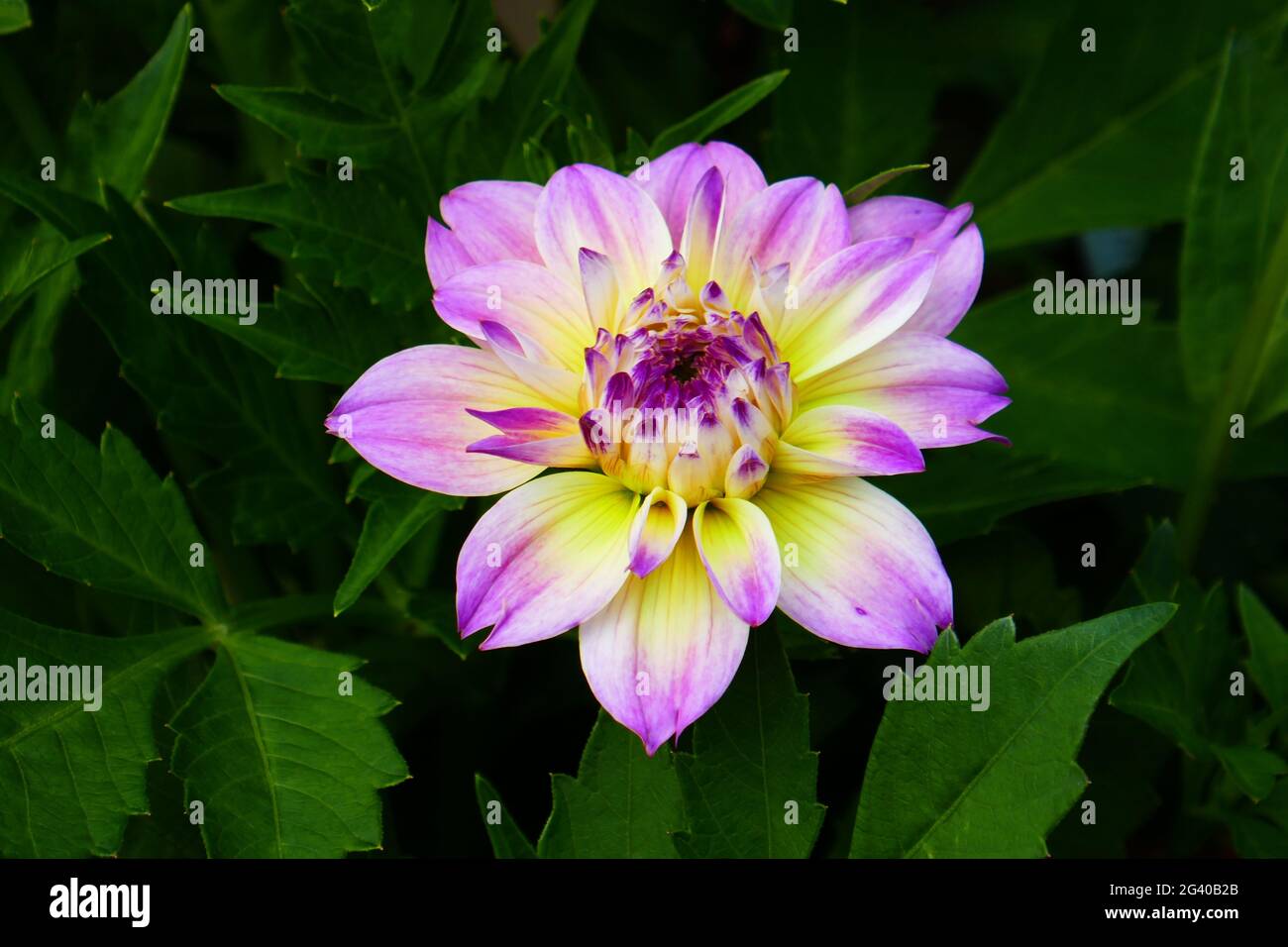 SP239 Dahlia Foto Stock