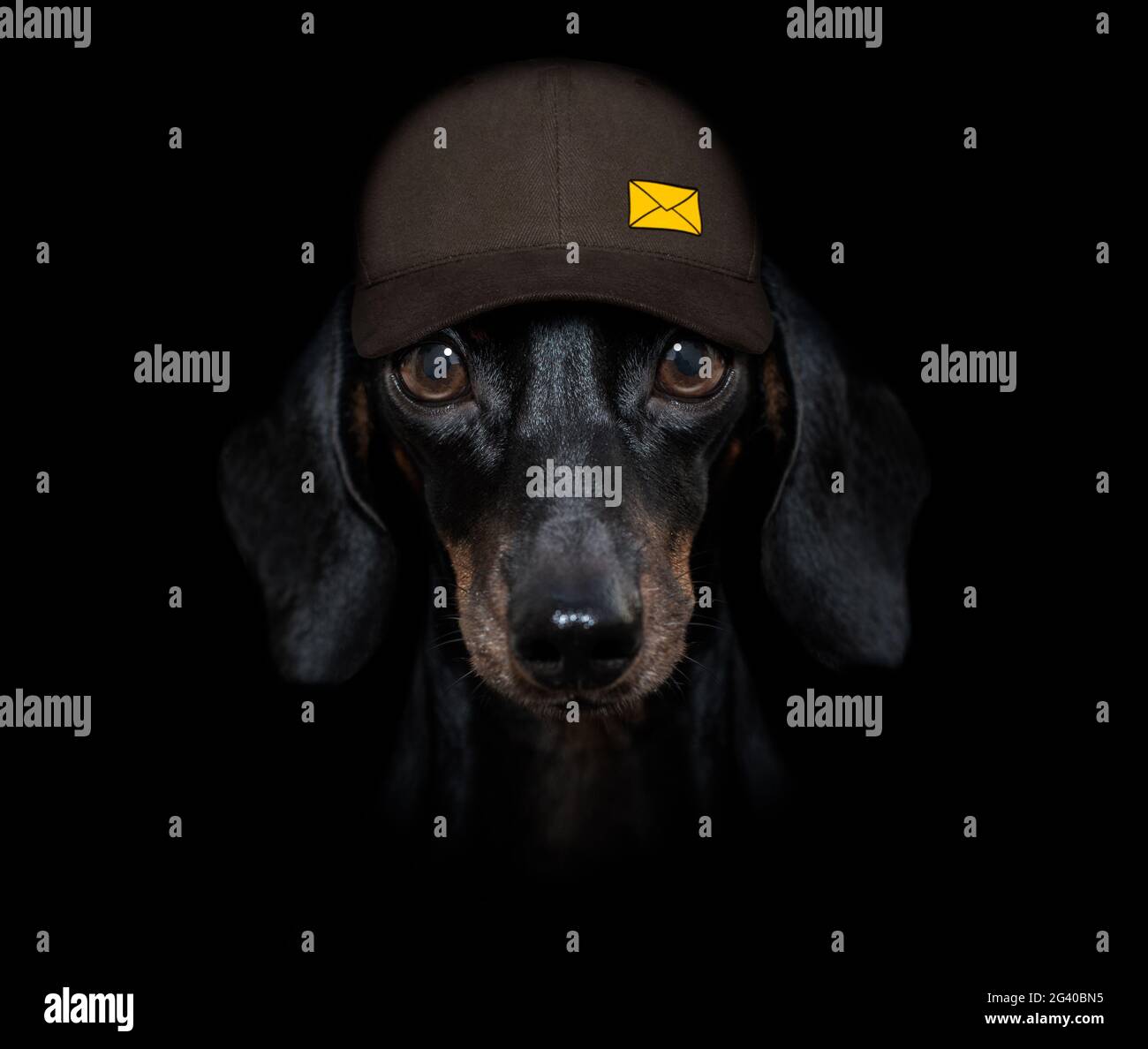 Dopo la consegna dachshund salsiccia cane Foto Stock