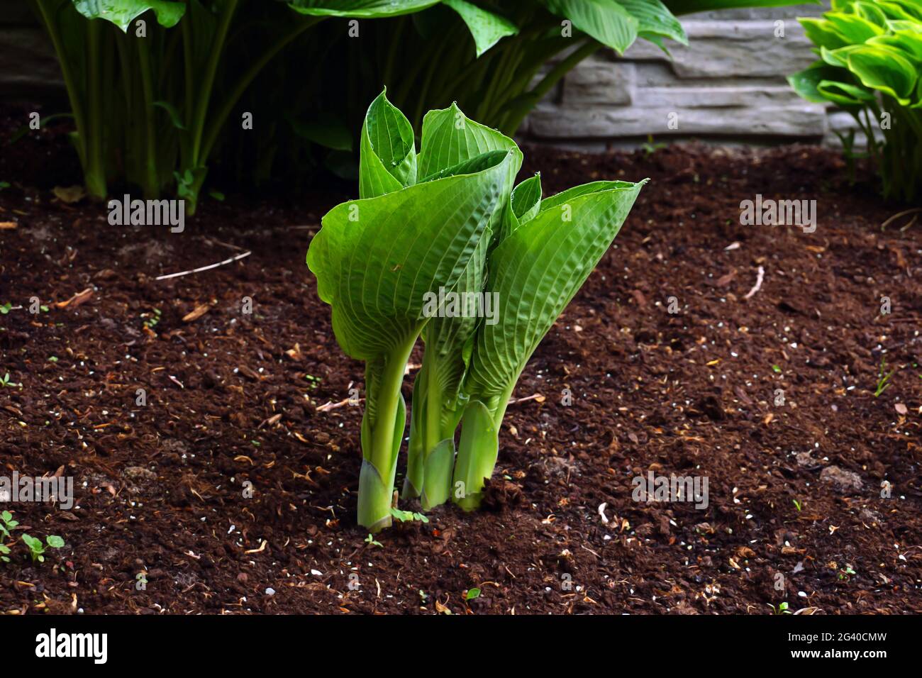 La prima molla lascia. Una delle molte varietà di piante adulte di ombra del genere Hosta. Foto Stock