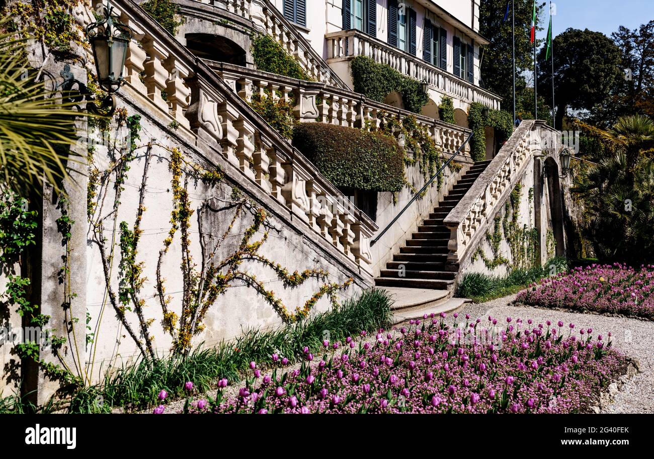 Tulipani viola in un letto da giardino vicino a una grande casa elegante con scale e balconi. Foto Stock