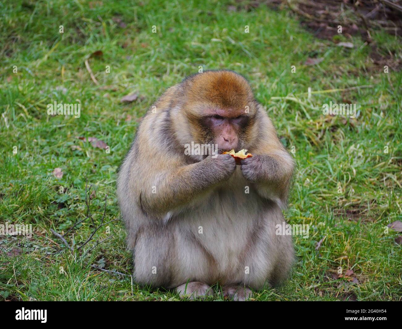 Macachi barbaro che vivono come farebbero nel selvaggio, mangiando un po' di frutta Foto Stock