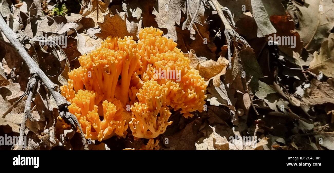 Primo piano di un fungo selvatico che cresce tra muschio e foglie sul fondo della foresta. La luce naturale mette in risalto la consistenza e il colore del cappuccio e dello stelo dei funghi. Catturato durante l'autunno in un ambiente forestale temperato. Foto Stock