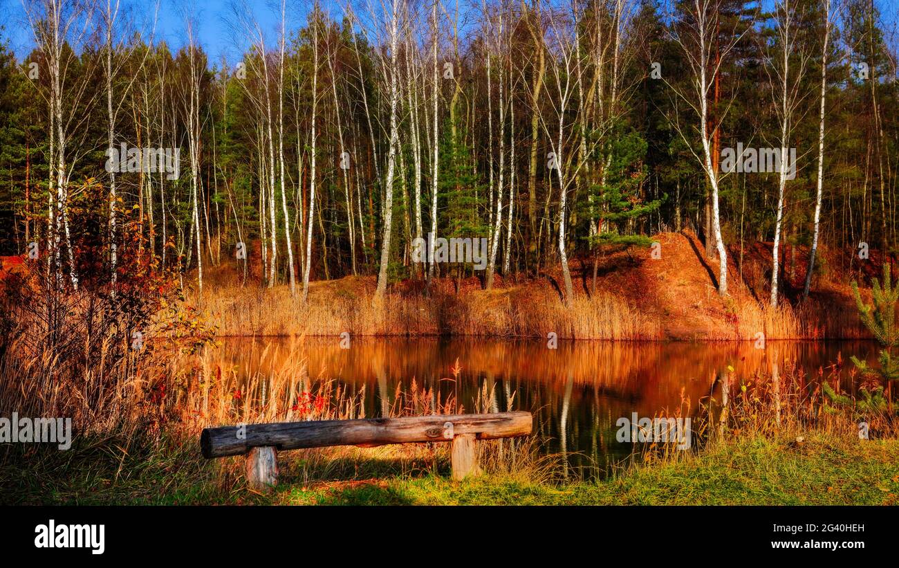 Una panchina vuota del parco al bordo della foresta Foto Stock
