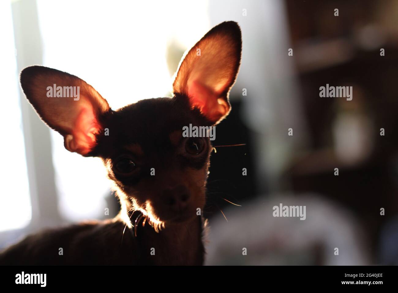 il piccolo terrier giocattolo guarda con i suoi piccoli occhi e chiede Foto Stock