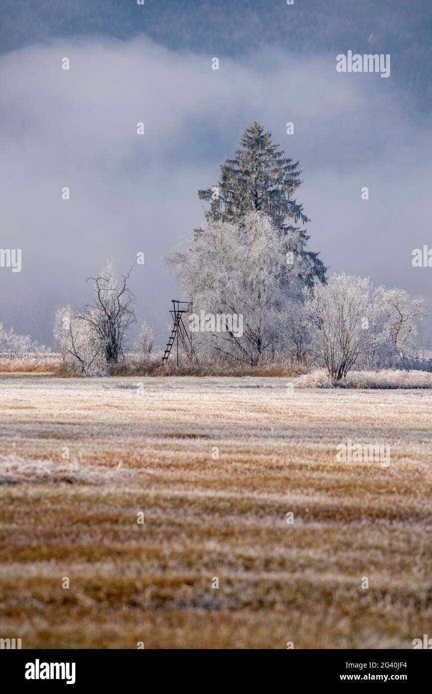 Vista sul paesaggio culturale coperto di brughiera del Moore Loisach-Kochelsee e sui prati foraggeri, Baviera, Germania. Foto Stock