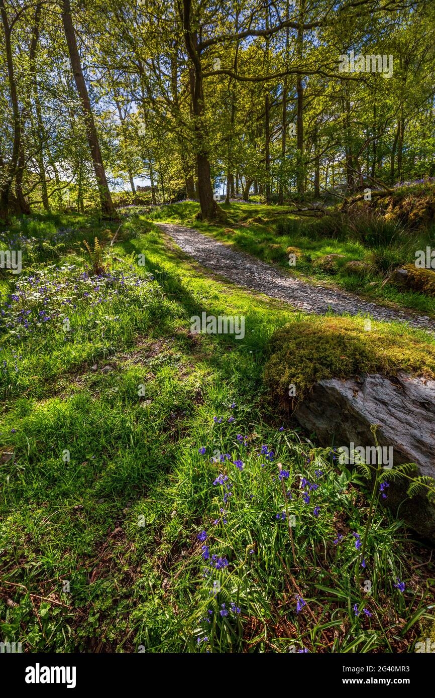 Un sentiero attraverso i boschi di Bluebell su Rydal Water, Lake District, Inghilterra Foto Stock