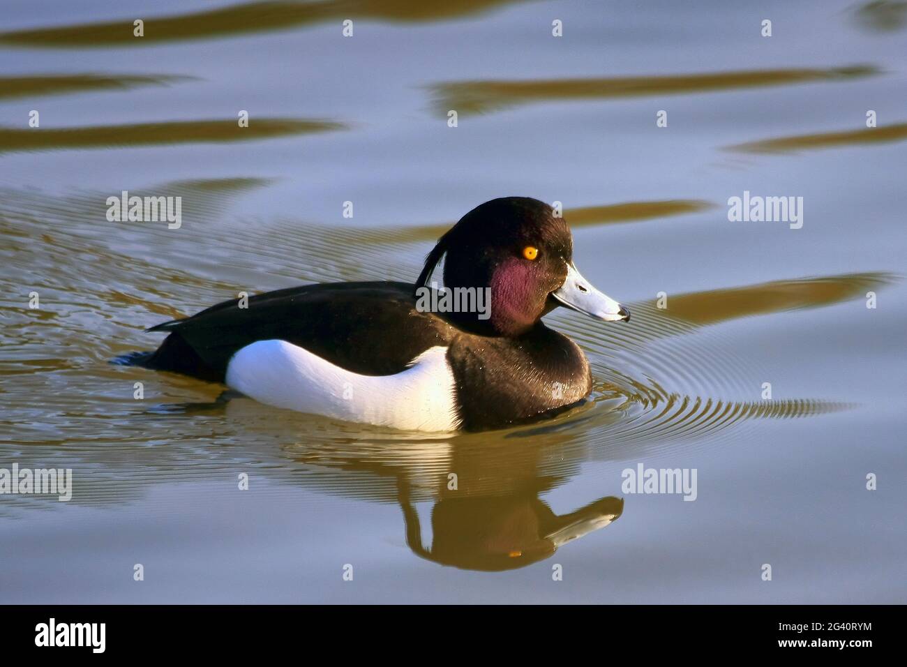 Moretta (Aythya fuligula) sull'acqua a Warnham riserva naturale vicino a Horsham Foto Stock