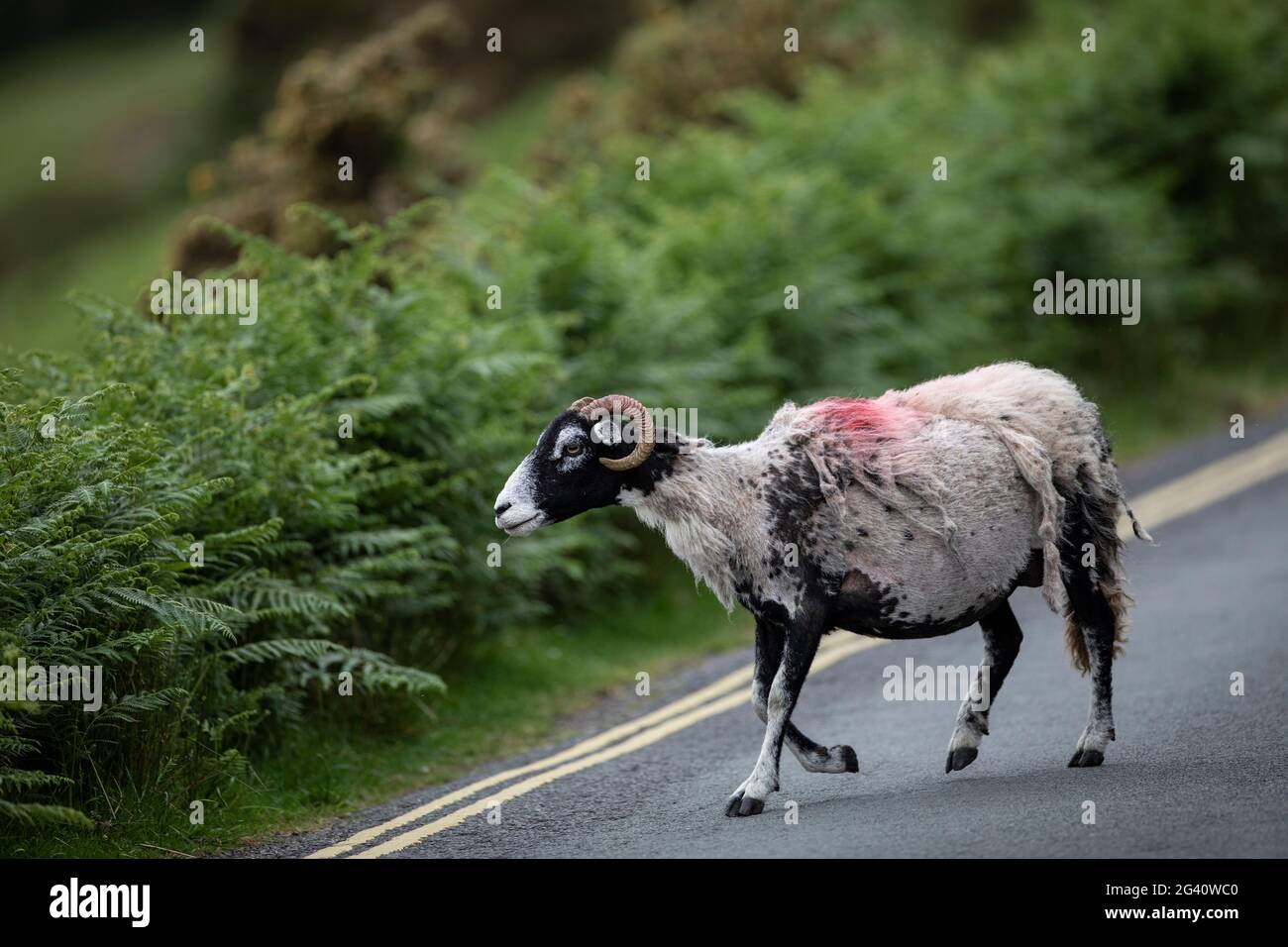 Cumbria, Inghilterra. Una pecora è visto camminare lungo una strada di montagna vicino all'acqua di Crummock. Foto Stock