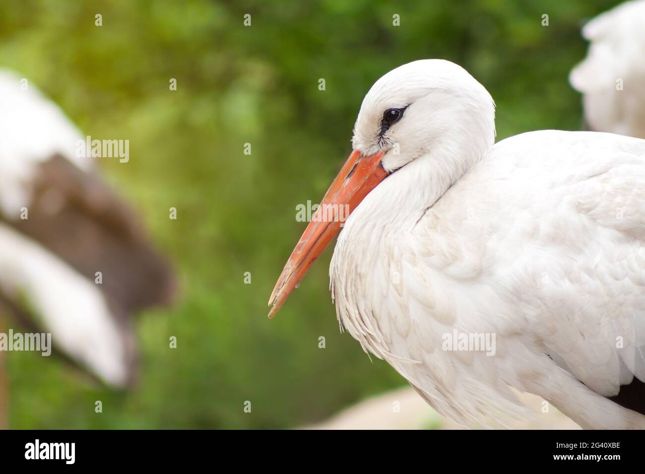 Cicogna bianca europea o ciconia. Singolo uccello riposante in un gruppo, primo piano di occhi e becco, sfondo verde offuscato Foto Stock