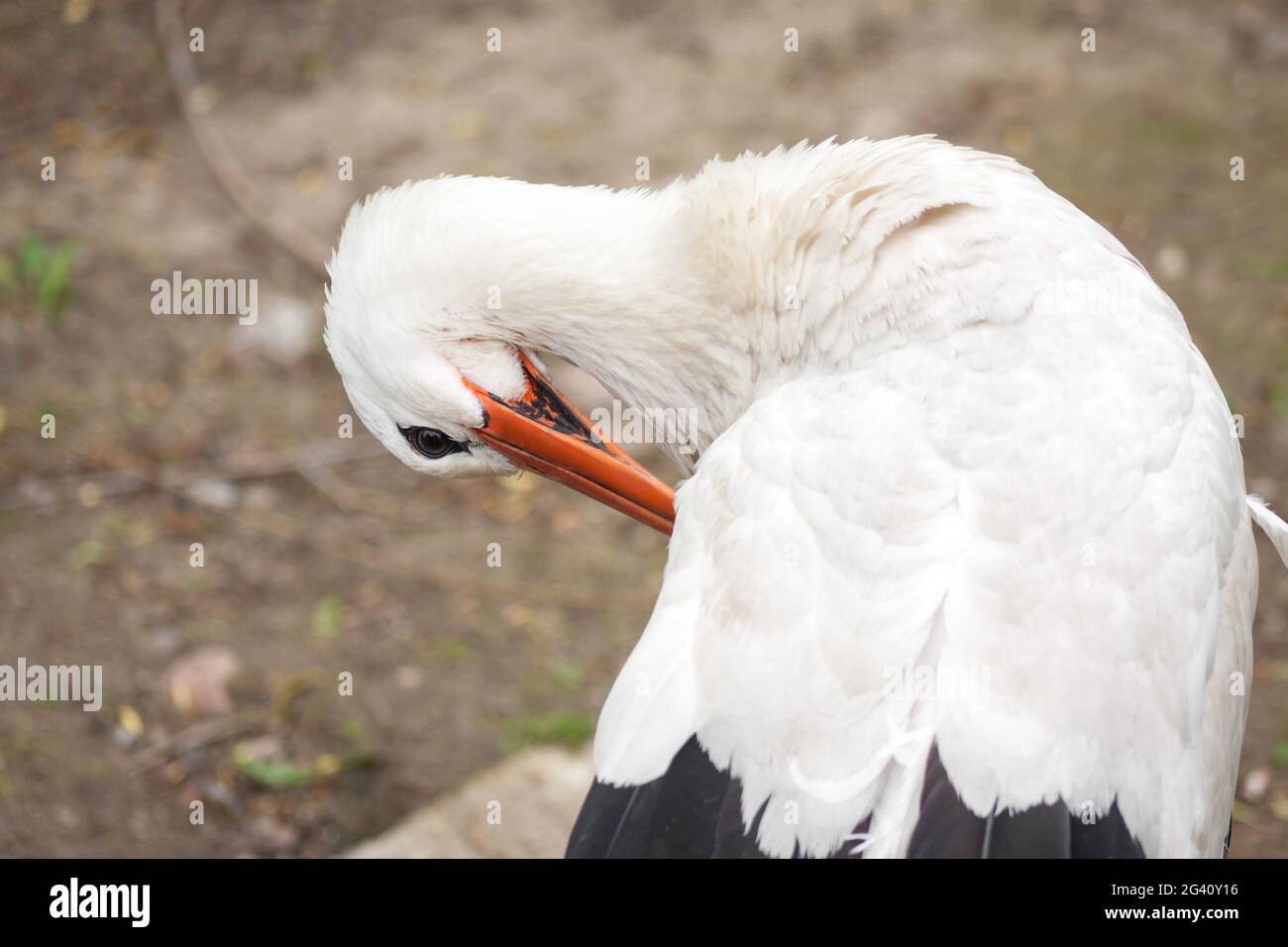 Cicogna bianca europea o ciconia. Singolo uccello pulizia il suo piumaggio, primo piano Foto Stock