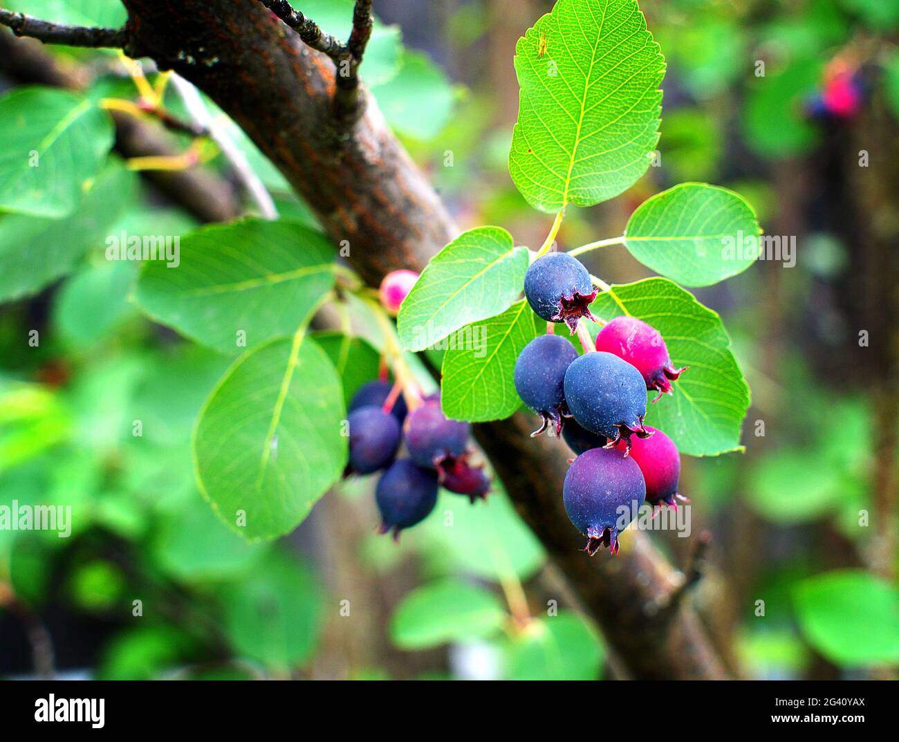 Acini amelanchier maturi su cespuglio, closeup, effetto lomo Foto Stock