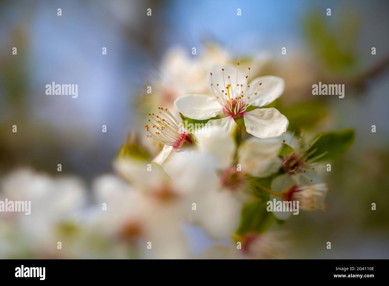 Apple fiorisce alla luce del sole, Baviera, Germania, Europa Foto Stock